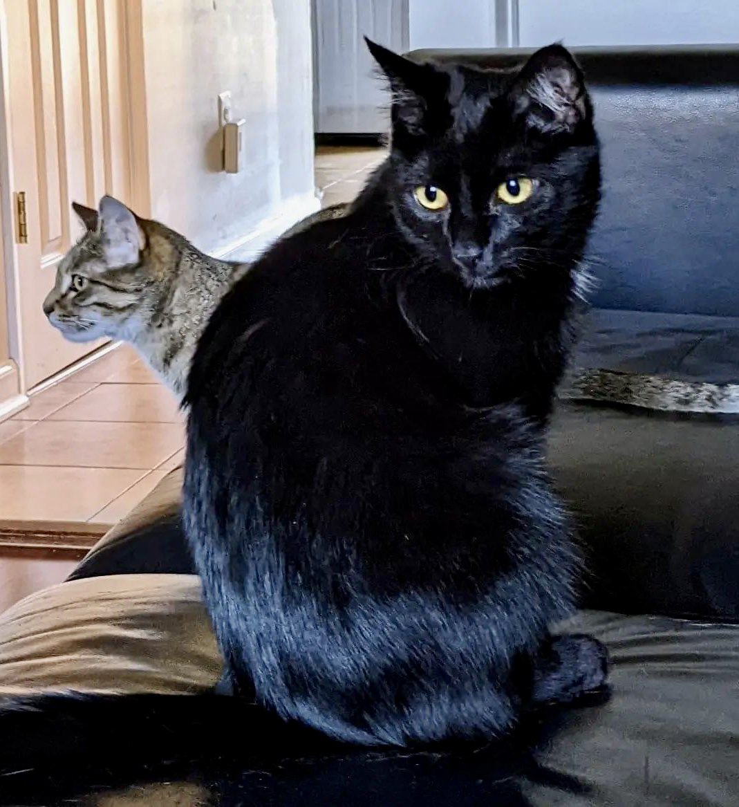 loudouncats's tweet image. Y'all.

Why don't these kittens have a home yet? So much fun, adorable, snuggly (on their own terms, but they are cats after all) and absolutely beautiful!!

STILL available! 

#AdoptDontShop #FosterKittens #VoidKitten #TickedTabby #CatsOfTwitter