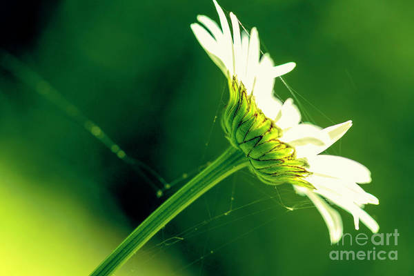 Growing Wild - a lovely #daisy for your day! #BuyIntoArt #FindArtThisSummer #photography #photooftheday #flowerphotography #Enjoyyourlife #NatureIsCalling