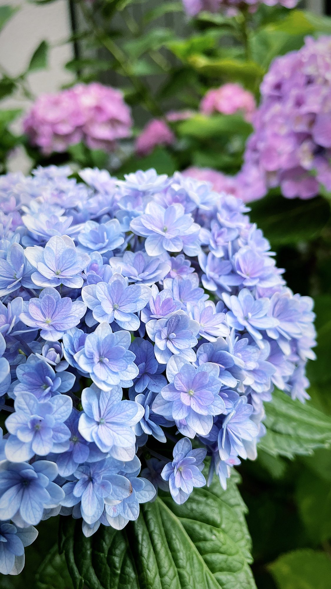 ちるえ 八重の紫陽花かわいい T Co Kctc8znwb1 Twitter