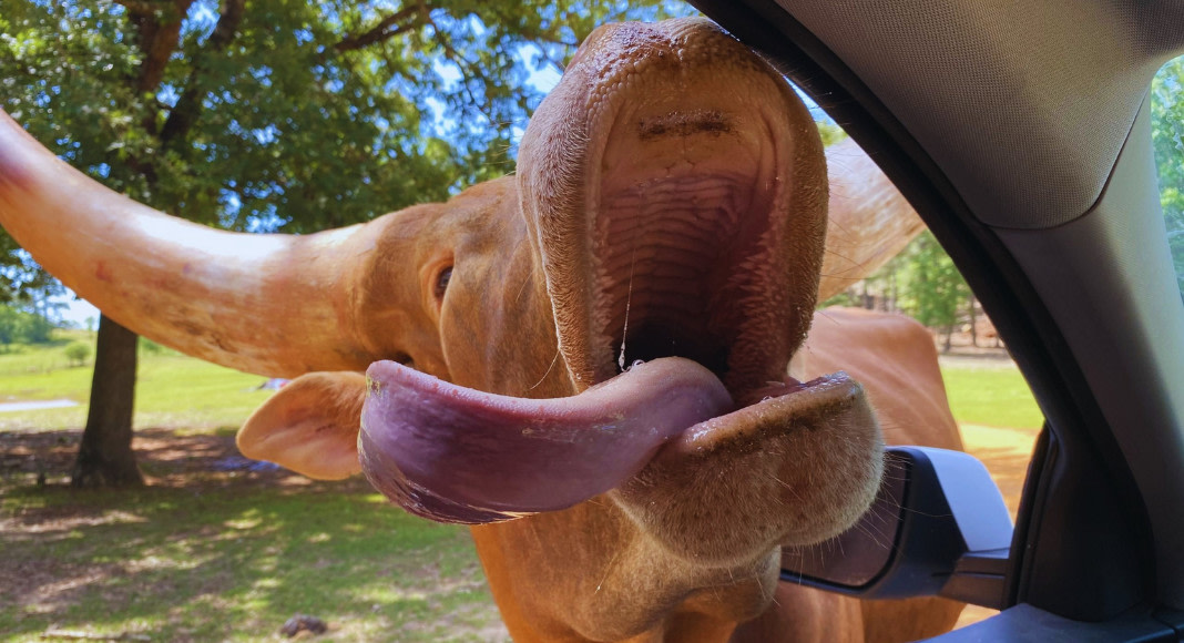 dallasmoms's tweet image. Out &amp;amp; About in DFW :: Spring Adventures with Kids #dallasmoms #dfwmoms #thingstodoindallas #dallasfamilies