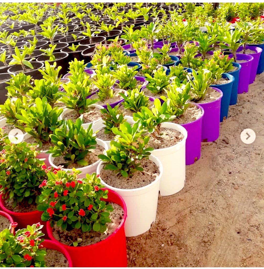 تتعدد المواسم وتختلف الاحتياجات ..
مع بداية كل موسم يقدم مصنع كريم منتجاتها التى تناسب احتياجات عملائها .. منتجات عبوات (سطول) التمر وخضار والفواكه بمقاسات مختلفة …
1- مقاس  1 (واحد) كيلو ..
2- مقاس 2 (اثنين) كيلو ..

متوفرة بكل الألوان حسب الطلب ..