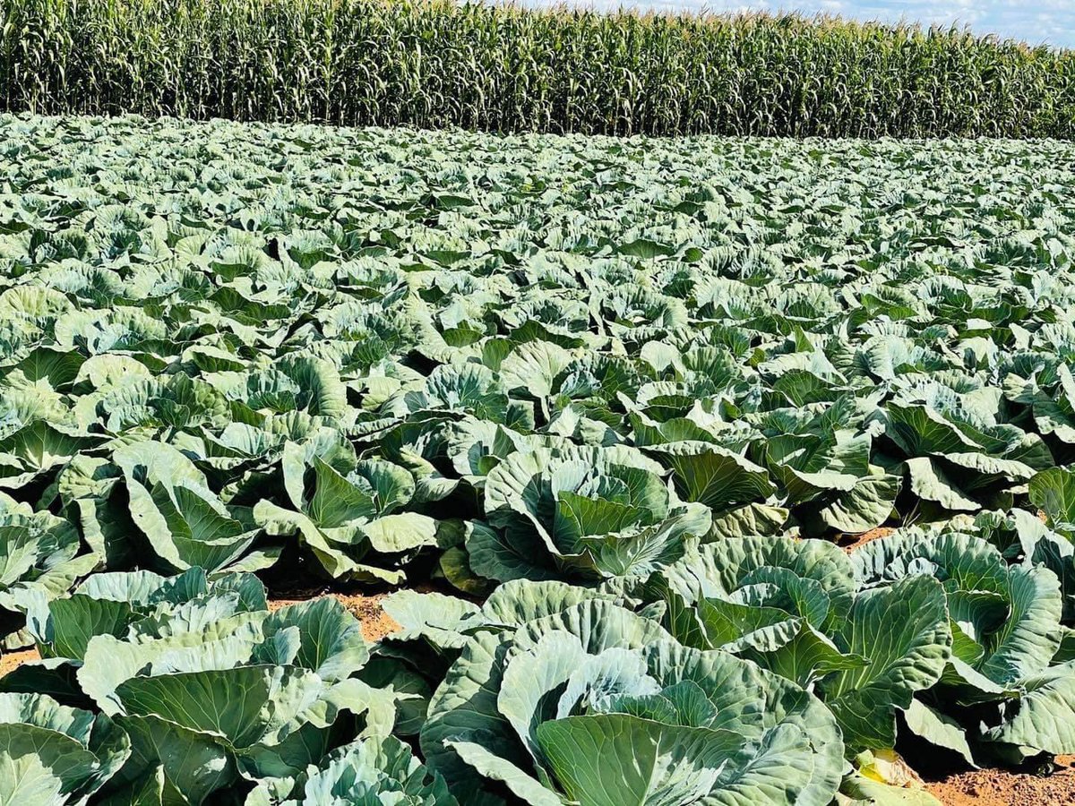 Agric_young's tweet photo. My advice to fellow youth in Africa at large: stop complaining about jobs in cities. Go back to the villages &amp; focus on #farming. People never stop eating &amp; land isn’t going anywhere. Stop wasting your weekends at clubs &amp; grooves, drinking like fish_Isaiah Brian Sovi #agriculture https://t.co/ZVUkJ3tUY5