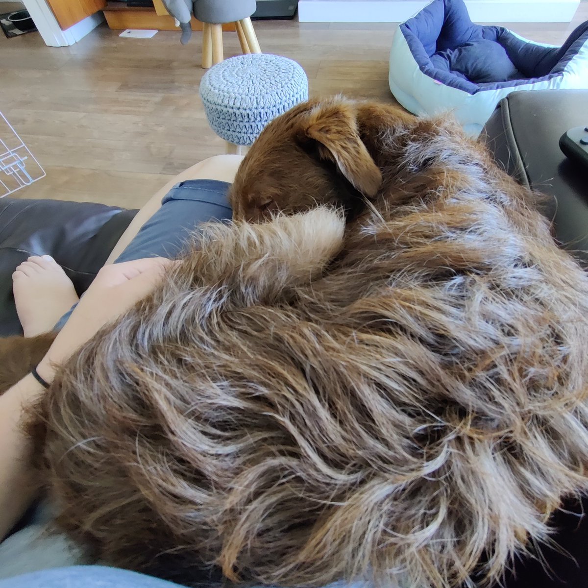 chloepeyser's tweet photo. @GBod2 Here's Ernest having some snuggles. Hope you are feeling a bit better. https://t.co/lqiTJDMy7N
