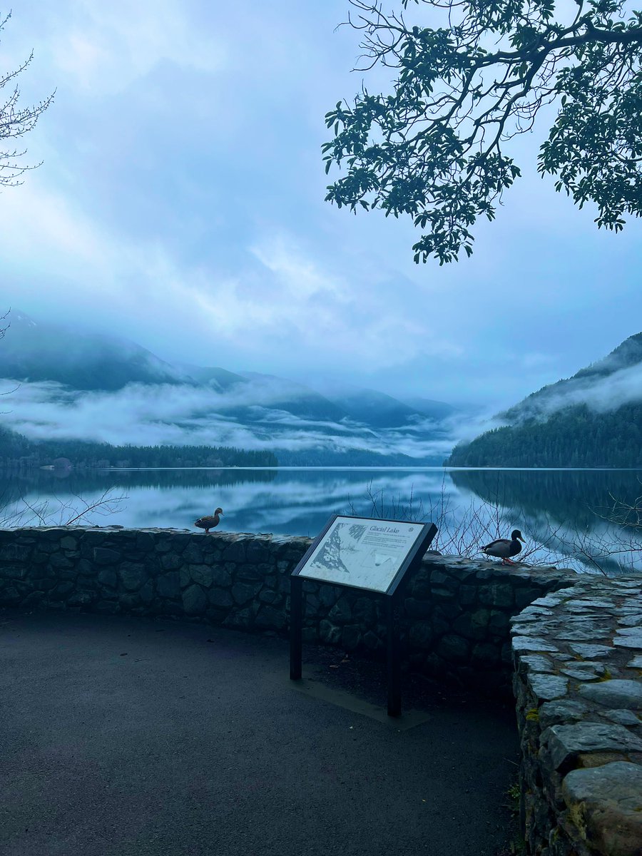 They_Adventure's tweet photo. Lake Crescent, WA
#Washington #lakecrescent #wildlife https://t.co/NIdyekoVaK