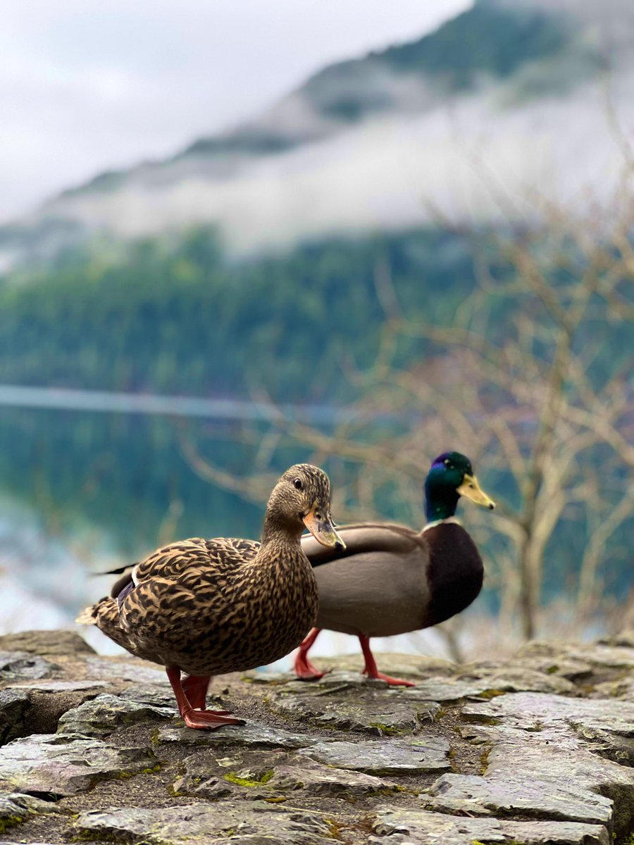 They_Adventure's tweet photo. Lake Crescent, WA
#Washington #lakecrescent #wildlife https://t.co/NIdyekoVaK