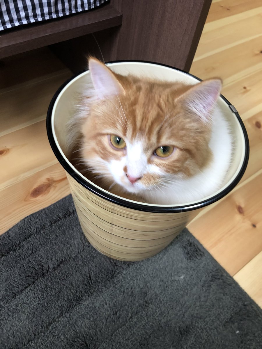 noko_827's tweet photo. 自ら望んで、捨て猫…
ゴミにだすよ？？笑

#ミヌエット #マンチカン #ペルシャ猫 
#猫のいる暮らし #猫好きさんと繋がりがりたい https://t.co/U1rEcJdlvK