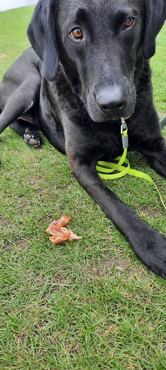 EmmetUnity's tweet photo. Big lad getting a big thumbs up from the vet, says Rebel can now start the 5 minute lead walks and his implant is looking like it's healing really well. We stopped in Tankerton for a coffee and I got to spoil him with sausage and bacon.
#Rebeldog #happylad https://t.co/PKZysXmSzO