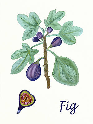 #watercolorbotanical #botanicalart #watercolorfruit #fig #watercolorpainting #fruitart  #colorful #artprintsforsale #colour_collective #watercolor #art #kitchendecor 

AVAILABLE HERE - deborah-league.pixels.com/featured/fig-b…

#buyintoart #FindArtThisSummer