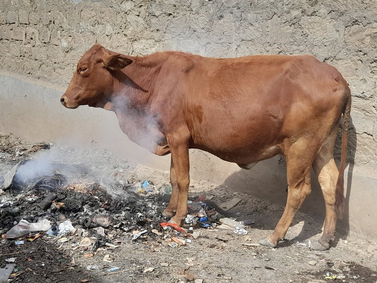 254_richkid's tweet photo. @UNEP the Devastating  effects of climate change.
Poor cow really Frustrated. https://t.co/XbWvxTolwK