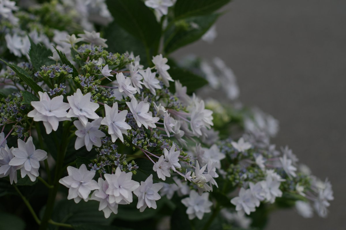 kerotto_3's tweet photo. 康生の街で咲く紫陽花たち
(彩雲堂さん店舗前にて)
#PENTAX #pentaxk3mkiii #k3markiii
#pentax_smcfa43limited #fa43 #fa43ltd
#まちへこりん #ぽけろーかる
#彩雲堂 #紫陽花 #あじさい https://t.co/2cungVRLhe