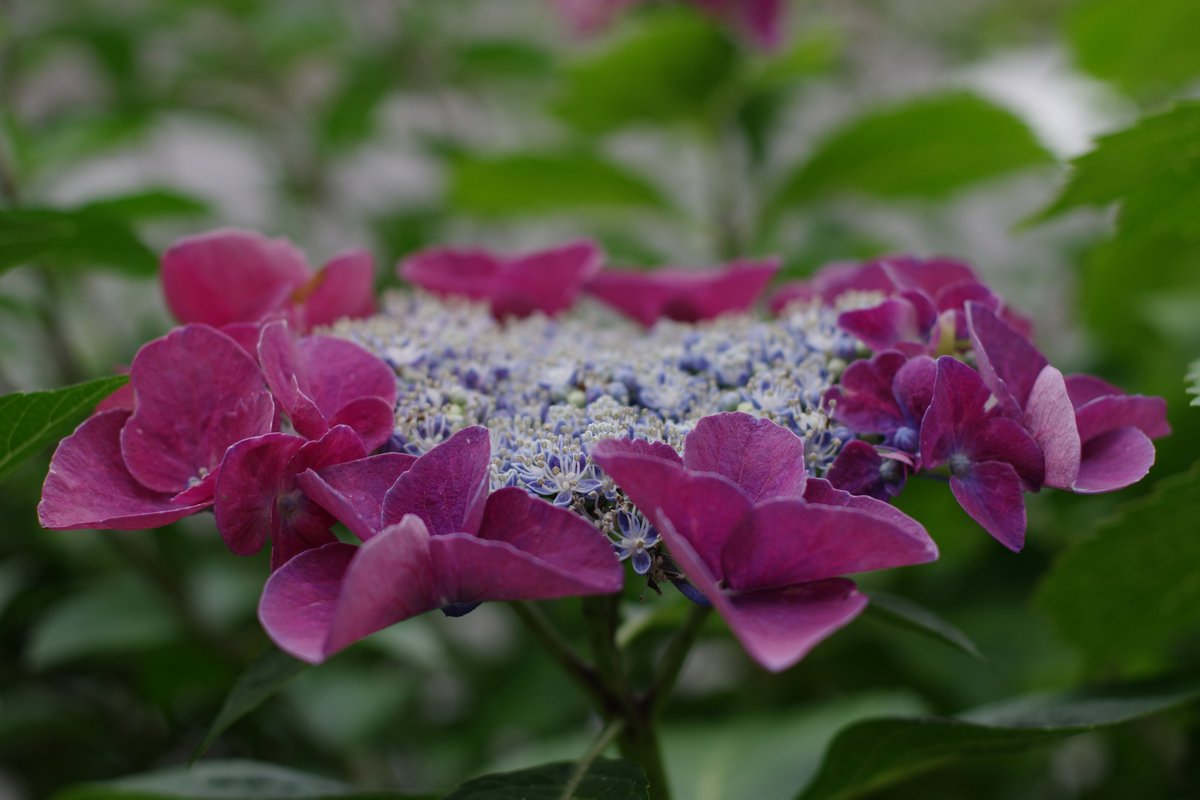 kerotto_3's tweet photo. 康生の街で咲く紫陽花たち
(彩雲堂さん店舗前にて)
#PENTAX #pentaxk3mkiii #k3markiii
#pentax_smcfa43limited #fa43 #fa43ltd
#まちへこりん #ぽけろーかる
#彩雲堂 #紫陽花 #あじさい https://t.co/2cungVRLhe