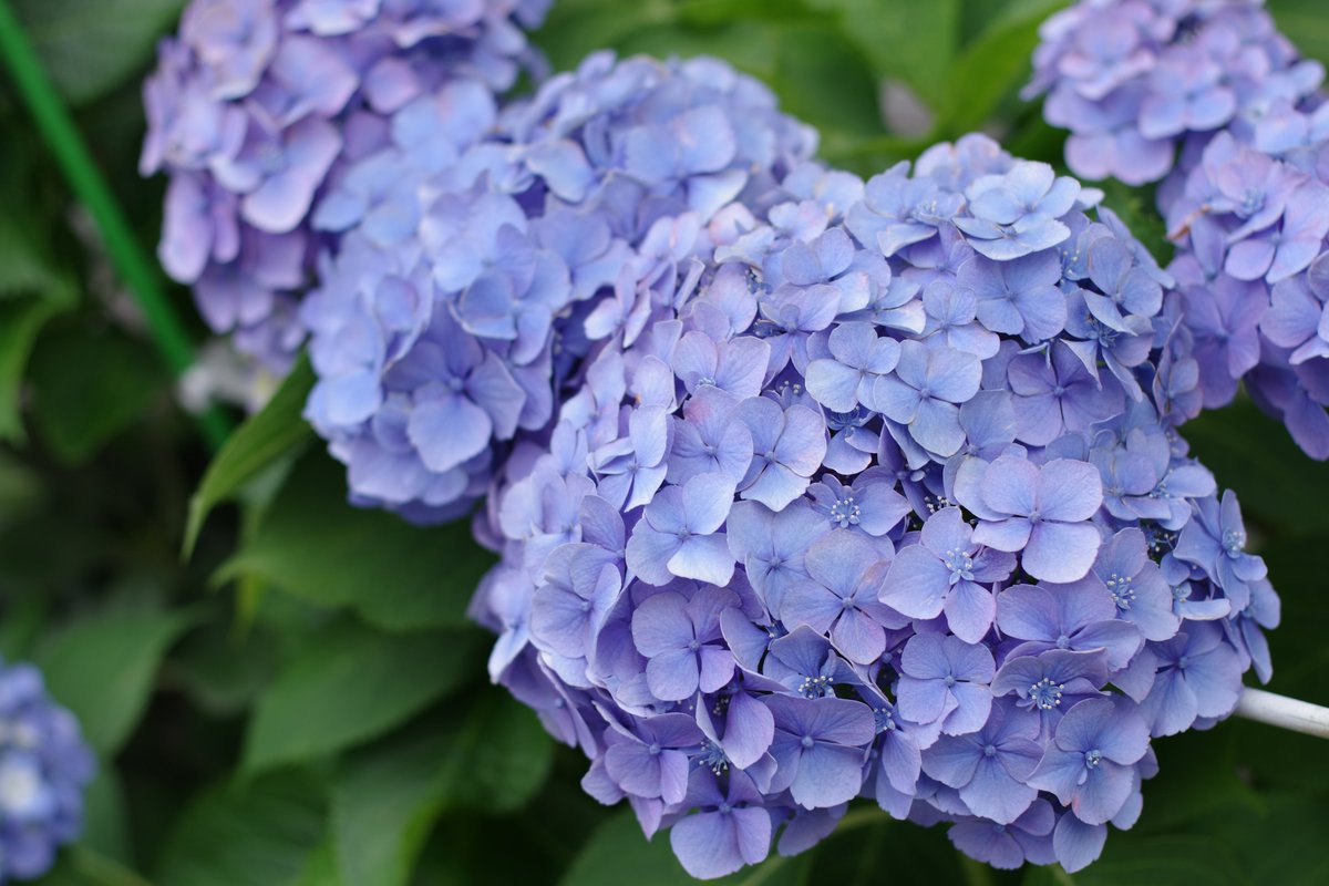 kerotto_3's tweet photo. 康生の街で咲く紫陽花たち
(彩雲堂さん店舗前にて)
#PENTAX #pentaxk3mkiii #k3markiii
#pentax_smcfa43limited #fa43 #fa43ltd
#まちへこりん #ぽけろーかる
#彩雲堂 #紫陽花 #あじさい https://t.co/2cungVRLhe