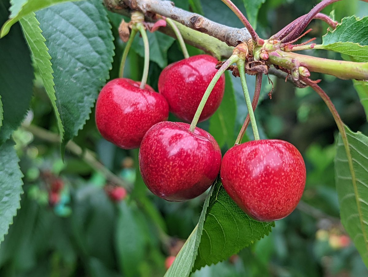 Love cherries? We are now open for preorders. You can order a box directly from the farm to your door.
roughwayfarm.co.uk/product-catego…

 #cherries #britishfruit #farming
#foodie #roughwayfarm #goodfood