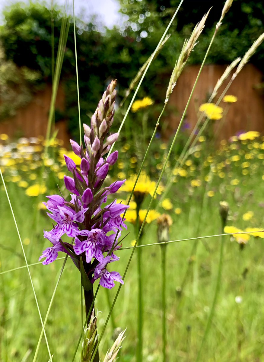 Jyotily's tweet photo. Exited to find our meadow lawn has some Common Spotted #Orchids for the first time. Every year it gets more beautiful and biodiverse 🦋 🐛 🐞🌼🦔🪲🌈 #WildlifeGardening #SayNoToTheMow #biodiversity #Springwatch #gardening #ReWild #Insects #SaveTheBees #Bees #Conservation #Nature https://t.co/e70ZL4IpT2