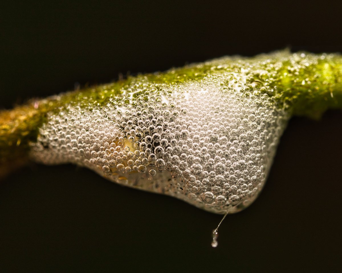 JohnReedPavan's tweet photo. This is a spitbug. Well, the spitbug is inside the bubbles somewhere. They create a protective layer of bubbles around them. Last weekend in the Ramble.
#spitbug #bug #macro #ramble #centralpark #nycparks #luminarneo #canonphotography #venusoptics https://t.co/26Fq25tAV0