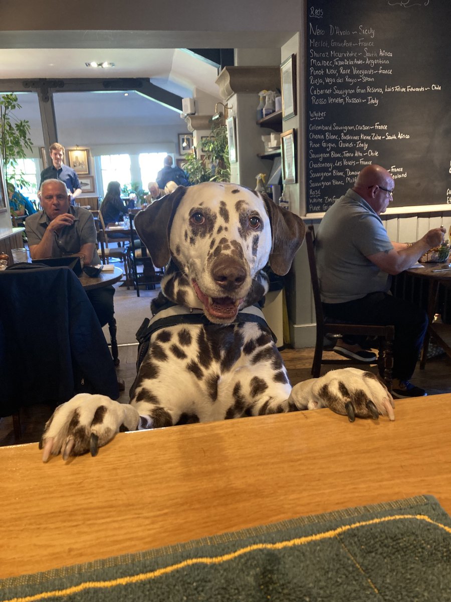 glasfrynpub's tweet image. This weeks dog of the week is Rupert! This lovely boy is another Glasfryn regular, who loves nothing more than propping the bar up with his dad 🐶❤️

#glasfryn #bandplife #northwales #dogfriendlypub #publife #dogsofinstagram