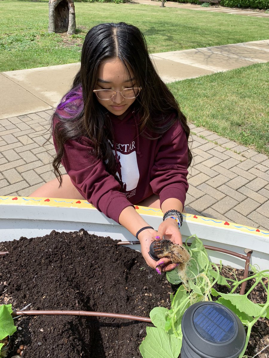 Concluding our Groups 4 project by transplanting the plant from our water tower to the garden outside of <a href="/CarlSchurzHS/">Schurz High School</a>