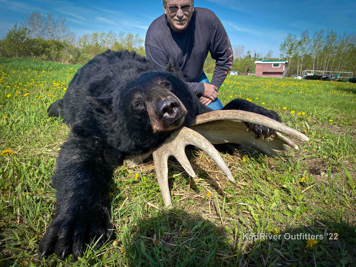KapriverO's tweet photo. BIG SPRING BEAR 
Gregg Fohs from USA took down this huge boar to fill his freezer and gets a splendid spring hide to adorn his house

Peter &amp; Terry Martin 705 335 3163 
#KapRiverOutfitters
#Kapuskasing
#BearHunting 
@NeOntario https://t.co/X9fhfGF12S