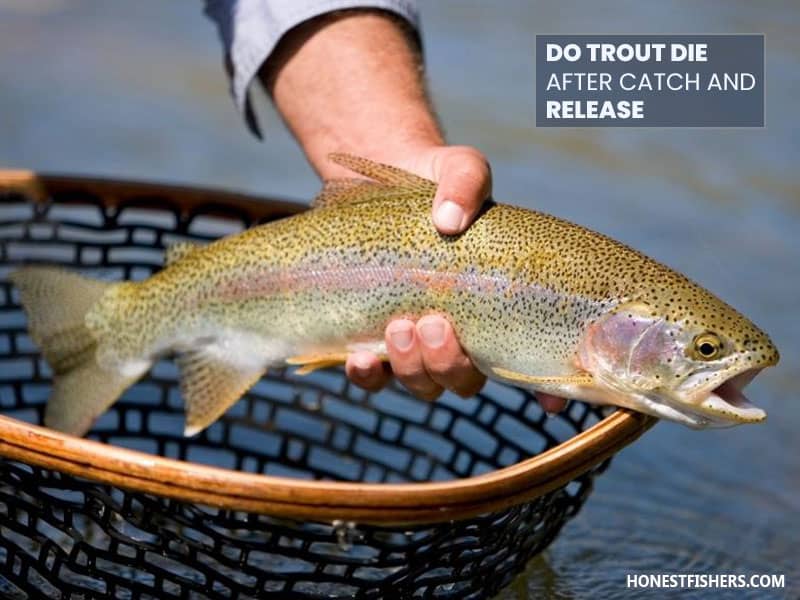 HonestFishers tweet picture