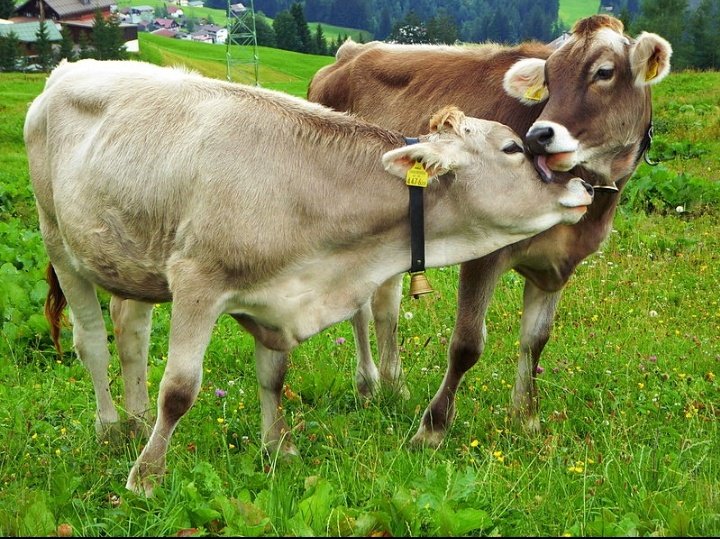 Animals are sentient beings let's love them they have a soul too..<a href="/TheBrookeEA/">Brooke East Africa</a> <a href="/JoshuaMogaka17/">Vet. Mogaka</a> <a href="/ILRI/">ILRI.org</a> <a href="/FAOKenya/">FAO in Kenya</a> <a href="/Vet_flomelly/">Dr. Florence Jerono.</a> <a href="/Scientist_elly1/">Ellyas Oyako</a> <a href="/MoveTheWorld/">World Animal Protection</a> <a href="/OneAcreFund/">One Acre Fund</a> <a href="/Animal_Watch/">🌎Animal Watch</a> <a href="/ConservativeAWF/">Conservative Animal Welfare Foundation</a>