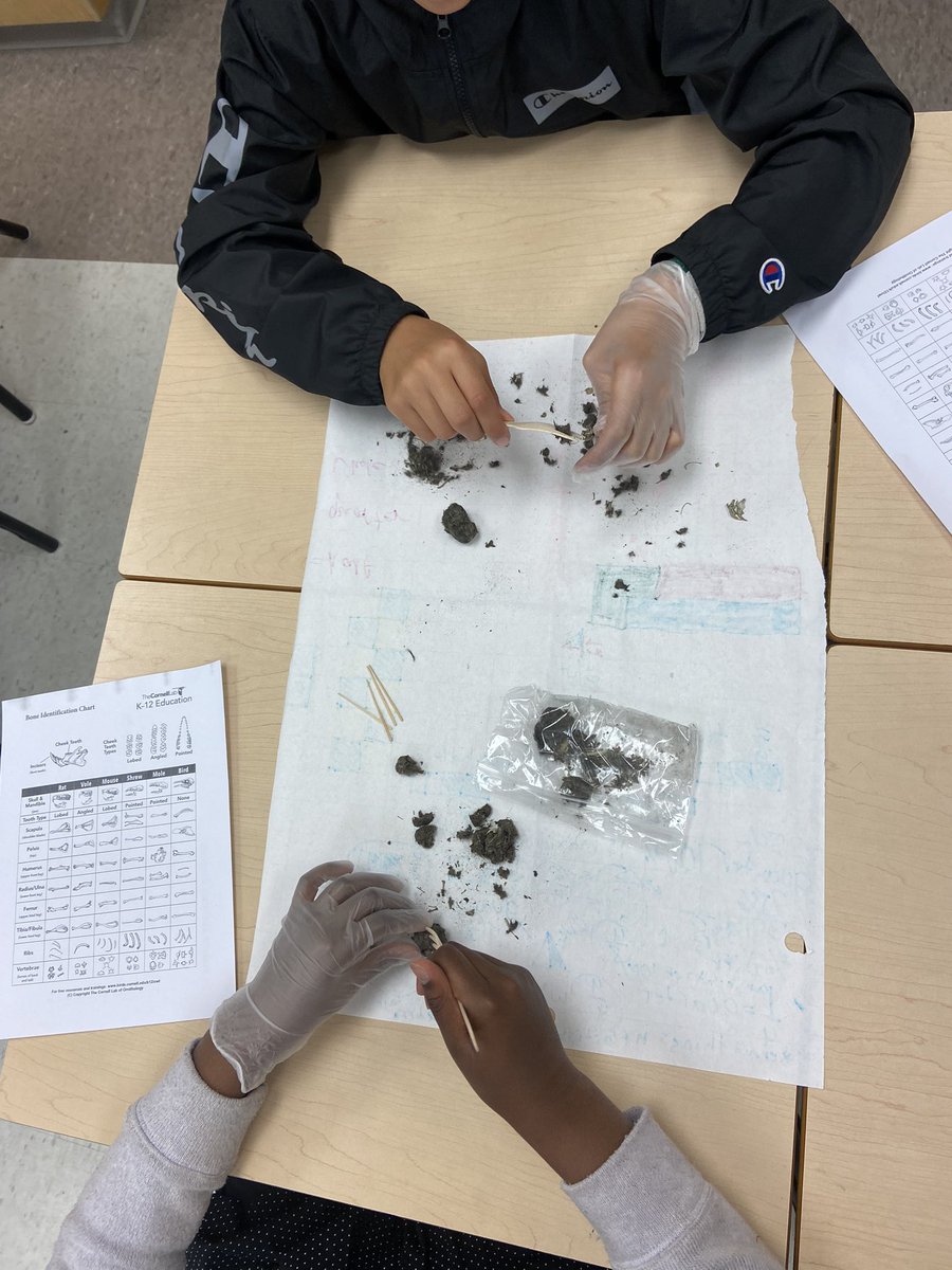 mme_schmidt's tweet photo. Dissecting our owl pellets from the wild bird presentation last week https://t.co/MMTm6kpCnM