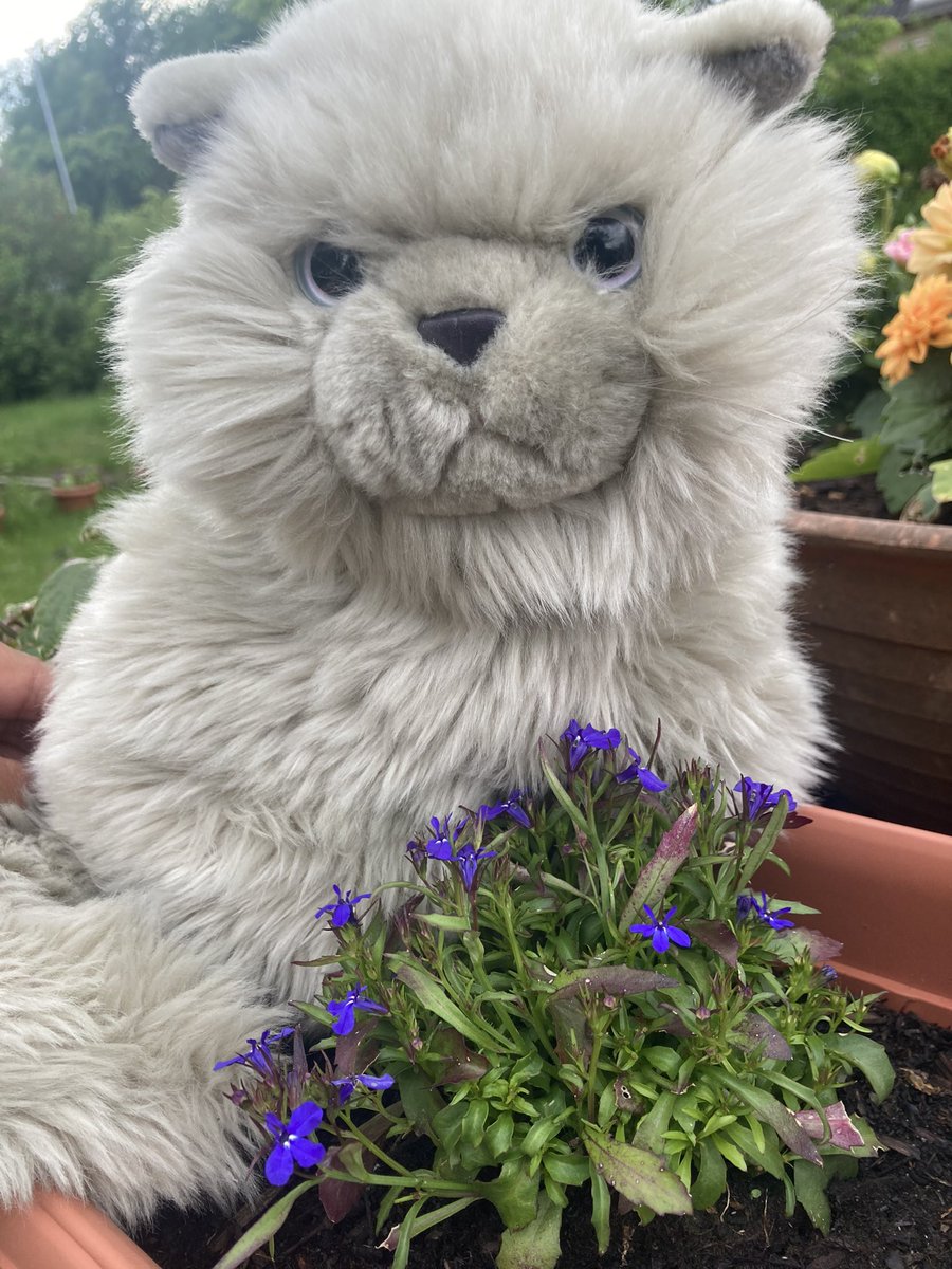 Werte Gefolgschaft!

Was für eine Zeit!🙀
Erst bricht sich die Menschin ihr linkes Vorderbeinchen🙀
Dann war auch noch unser Gefährte Pippin für einige Tage verschwunden🙀

Aber nun ist fast alles wieder gut… Fast! Mir ist ein graues Haar über all die Aufregung gewachsen!🙀🙀