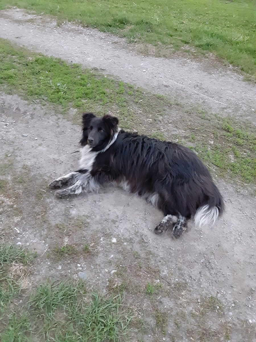 Kirs_10N's tweet photo. @TundraBooks @NanForler Willow is a dog #PetAppreciationWeek #rodneywasatortoise https://t.co/RNFHEgW0CD