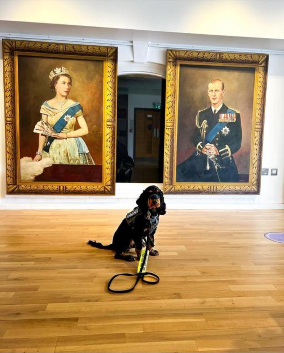 nhertsmuseum's tweet photo. Archie the assistance dog came to visit us today and had a good look around our royal exhibition, the pharmacy and eyed up the bustard but decided not to engage ๐๐ชถ๐ชถ
Dogs are welcome in the museum as long as they are very well behaved and on a lead.
#dogsinmuseums #hitchin https://t.co/sB2011MQj4