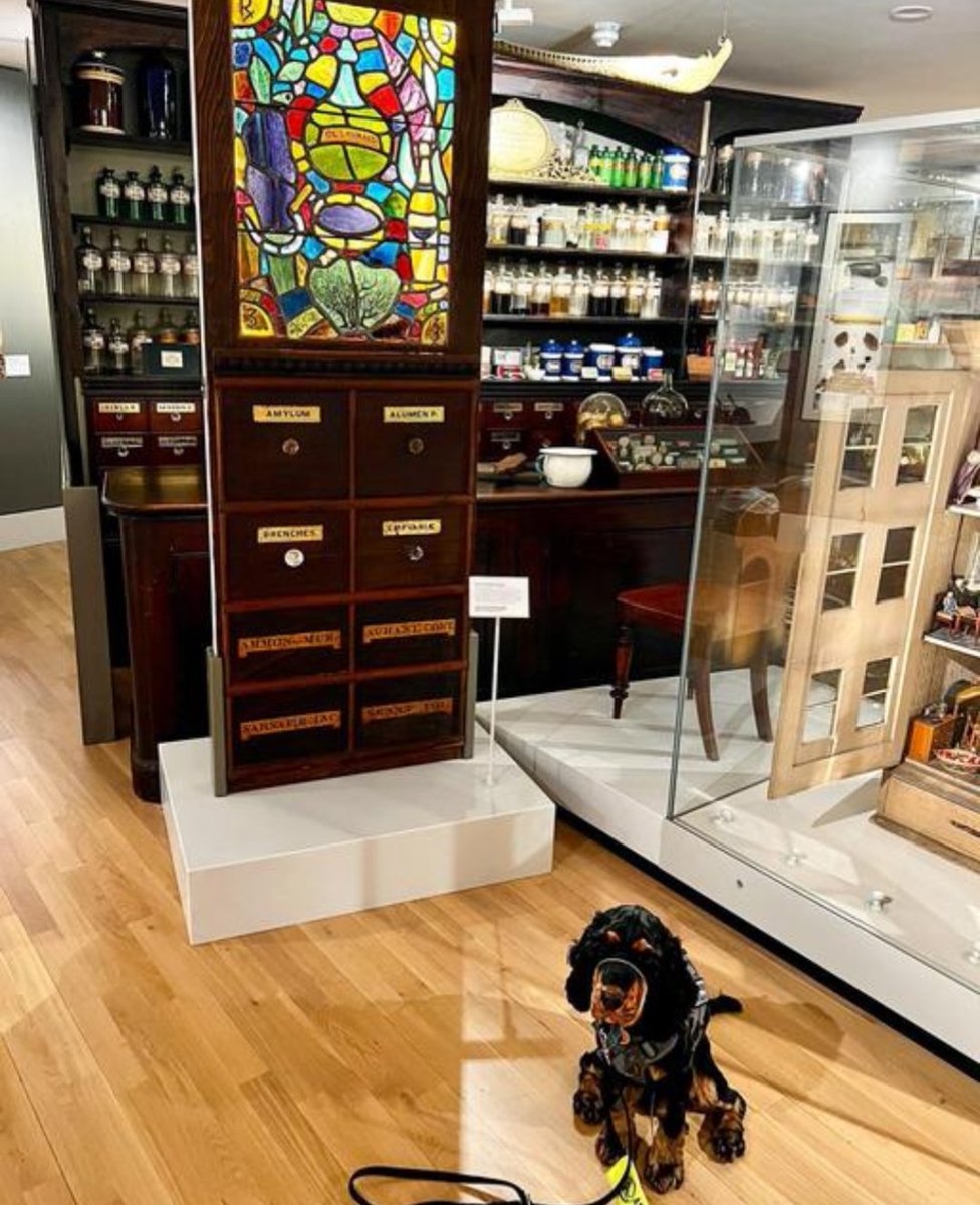 nhertsmuseum's tweet photo. Archie the assistance dog came to visit us today and had a good look around our royal exhibition, the pharmacy and eyed up the bustard but decided not to engage ๐๐ชถ๐ชถ
Dogs are welcome in the museum as long as they are very well behaved and on a lead.
#dogsinmuseums #hitchin https://t.co/sB2011MQj4