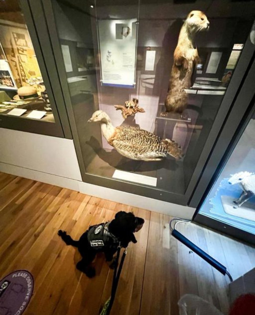 nhertsmuseum's tweet photo. Archie the assistance dog came to visit us today and had a good look around our royal exhibition, the pharmacy and eyed up the bustard but decided not to engage ๐๐ชถ๐ชถ
Dogs are welcome in the museum as long as they are very well behaved and on a lead.
#dogsinmuseums #hitchin https://t.co/sB2011MQj4