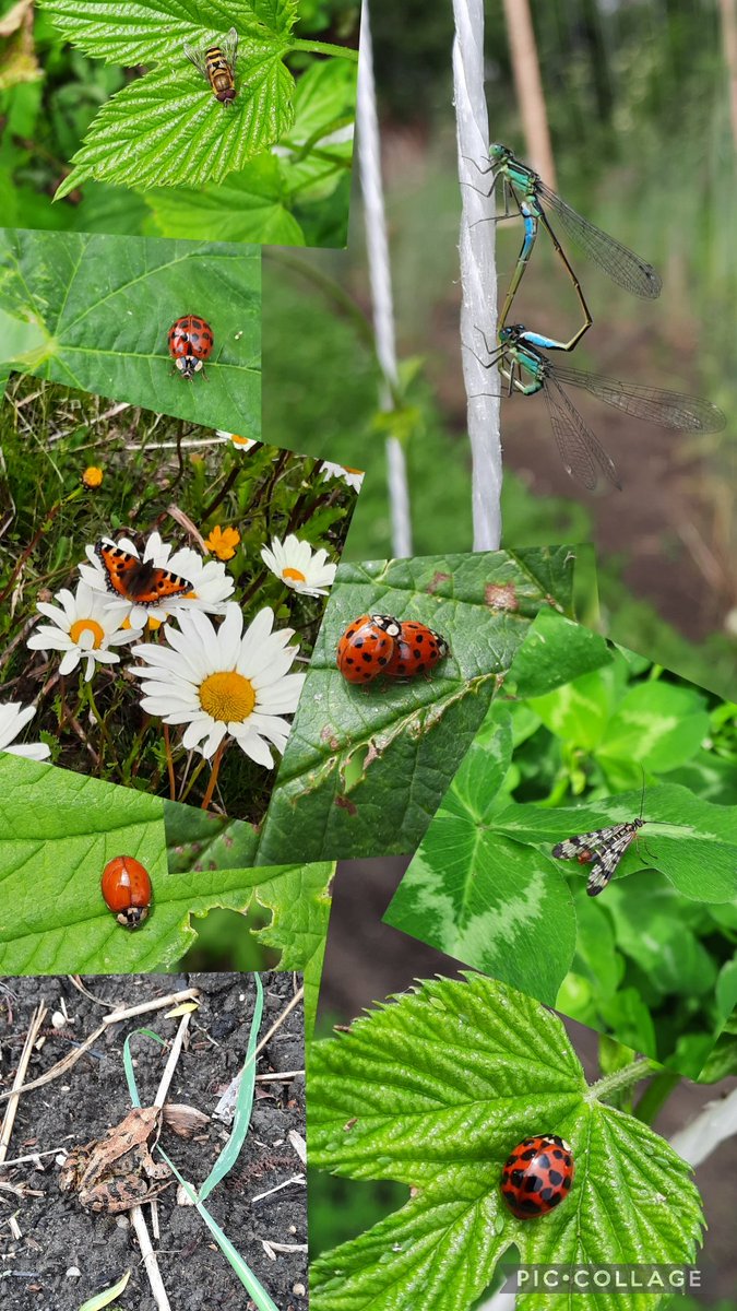 BrouwerijStijl's tweet photo. De Stijl Hoptuin heeft veel bewoners. En dan moet de bloei van de klavers nog beginnen.
#utopiaeiland #weerwoud #Floriade #floriadeexpo2022 @weerwoud @FloriadeExpo #hortusalmere #agroforestry #Almere #biodiversiteit https://t.co/LWvvs1bBAQ