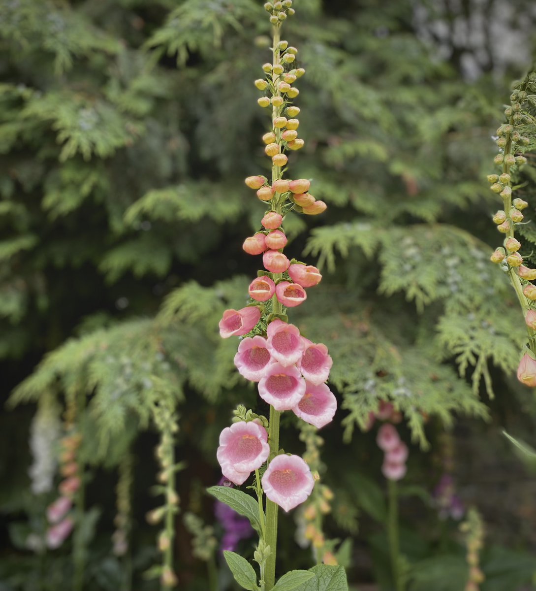 ClemsGardenHQ's tweet photo. Taking inspiration from our beautiful foxglove bed today….when there’s not much sunshine, sometimes you just have to be the light 💚 #TodayAtClems #GrowingKindness #Volunteers #Huddersfield #Lindley #Kirklees #CommunityIsFamily #Community #KindnessMatters #ClemsGarden #Shine https://t.co/W6RBUc3Dtx