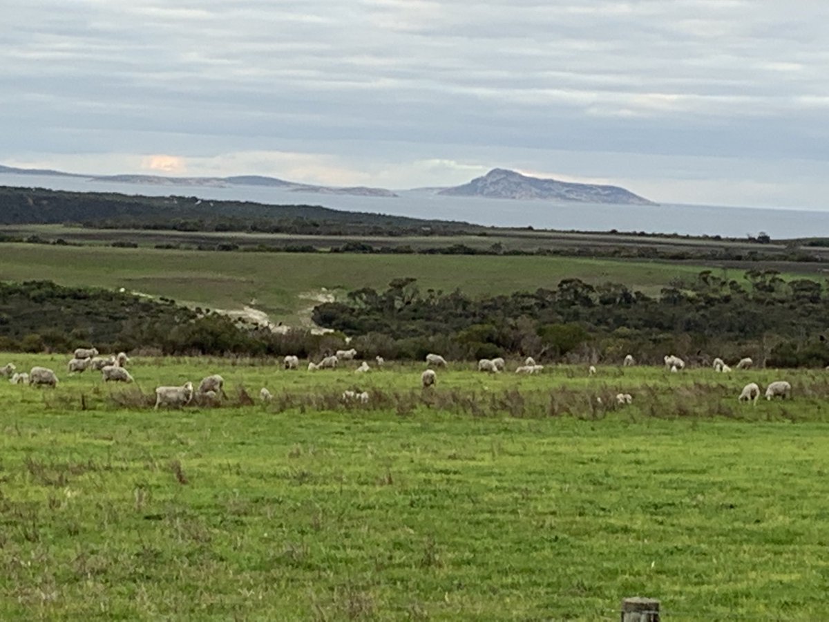 A.I. heifers enjoying their morning feed while the lambing ewes enjoy the view.