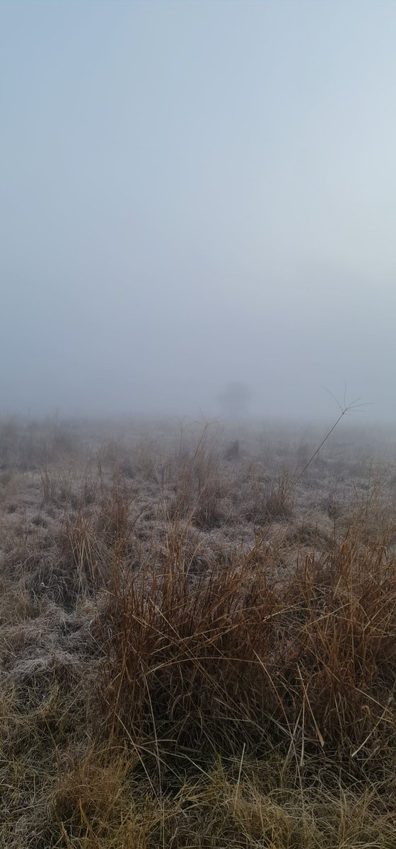 sharon_cathryn's tweet image. Misty mornings covered in a little bit of ice. This is why I love the Freestate... #winterperfection