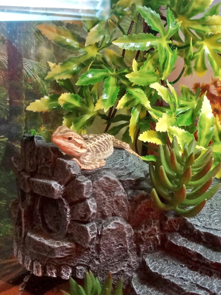 pseudo_dragon's tweet photo. Some more tiny dragon moments. :) https://t.co/F4vXqiGXiC
