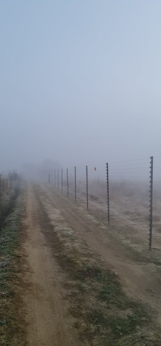 sharon_cathryn's tweet image. Misty mornings covered in a little bit of ice. This is why I love the Freestate... #winterperfection