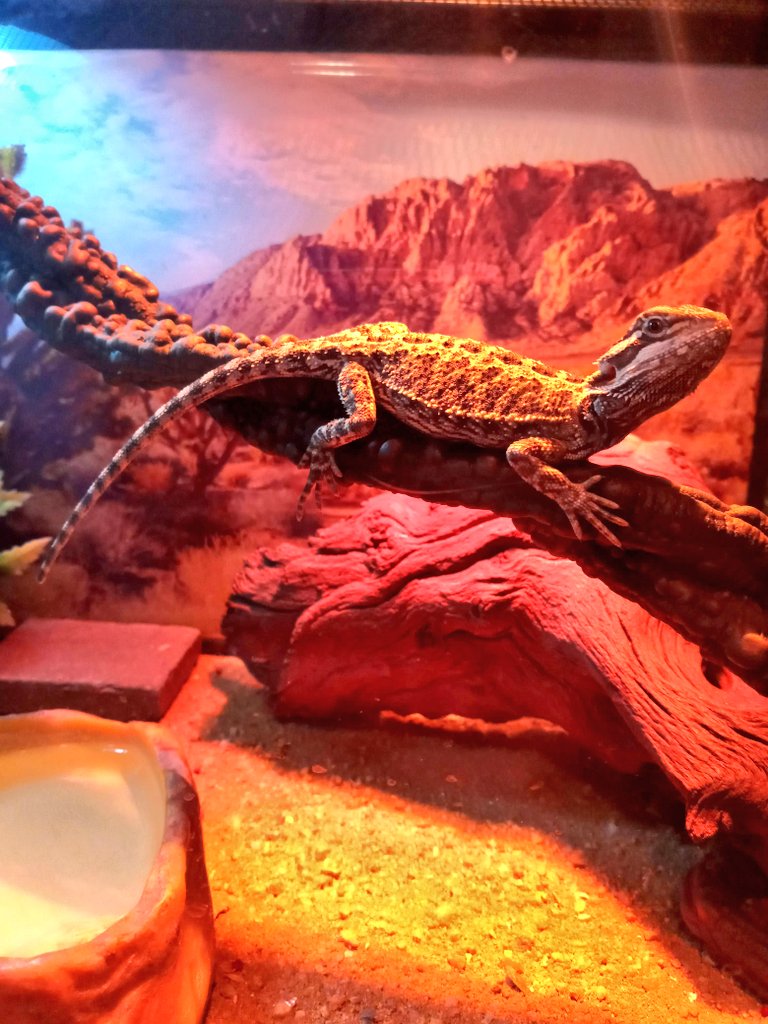 pseudo_dragon's tweet photo. Some more tiny dragon moments. :) https://t.co/F4vXqiGXiC