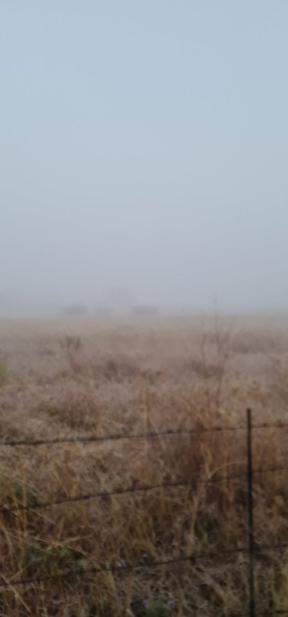 sharon_cathryn's tweet image. Misty mornings covered in a little bit of ice. This is why I love the Freestate... #winterperfection