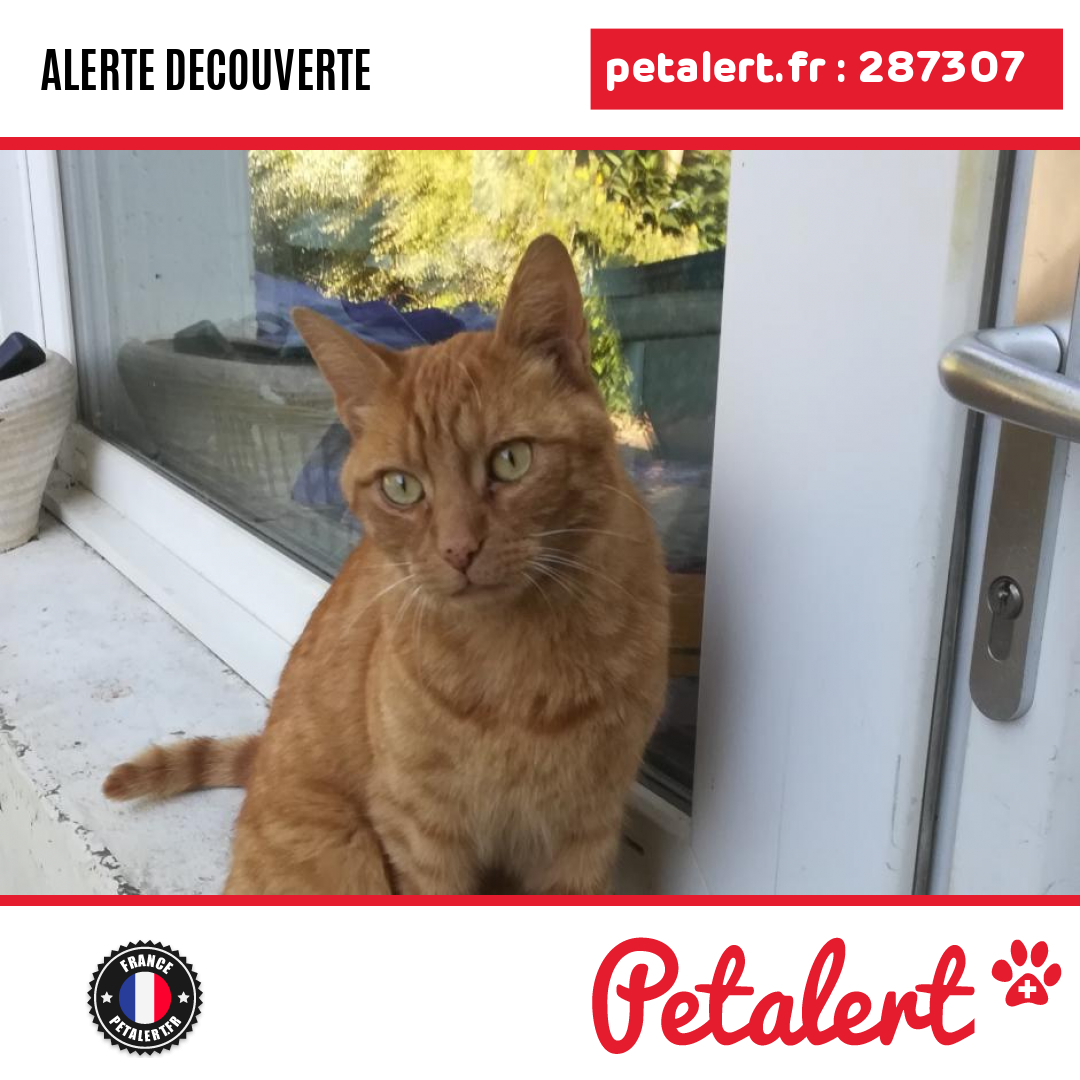 petalert_france's tweet photo. Trouvé #Chat #Ain #Neyron #Petalert #PetAlert01 / https://t.co/ZM0m4NUuyx https://t.co/f36yGwJVuW