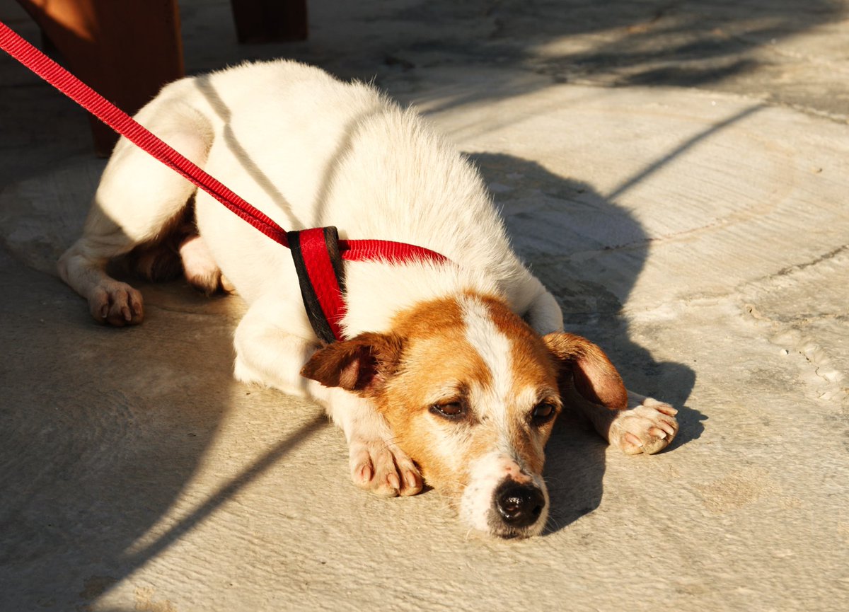 protemalaga's tweet photo. Marco: 8 años. Es de esos casos que nos parten el alma. La viva imagen del abandono y de la nobleza .Lo ideal para él es que lo cuiden y mimen como seguro nunca lo ha hecho nadie en su vida. Si quieres ser tú su ángel de la guardia escribe a geriatrico@protectoramalaga.com https://t.co/vELti7OXQZ