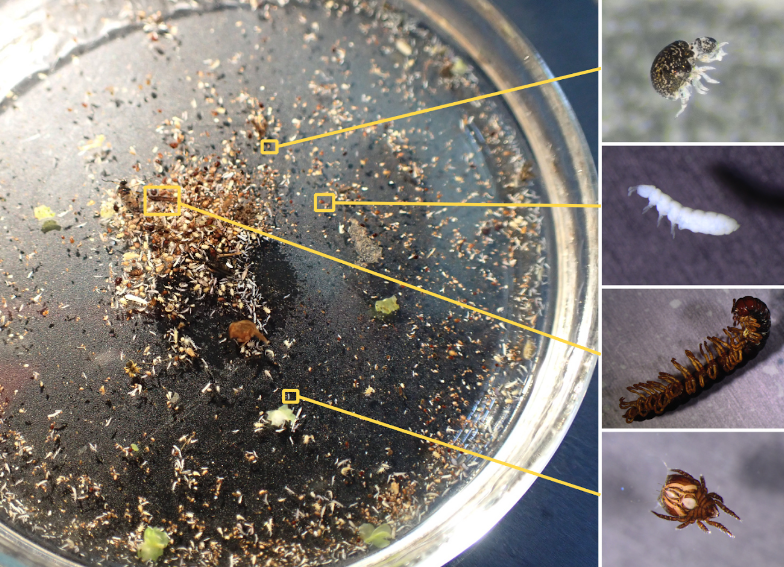 MikiBalint's tweet photo. Reads reflect biomass, but with taxon-specific differences. Genome sizes should be considered and DNA extraction needs to be optimized in shotgun metagenomics of soil invertebrates https://t.co/d18NkrjfhG @LOEWE_TBG @alex_schmidt13 https://t.co/AqHVSN2XLN