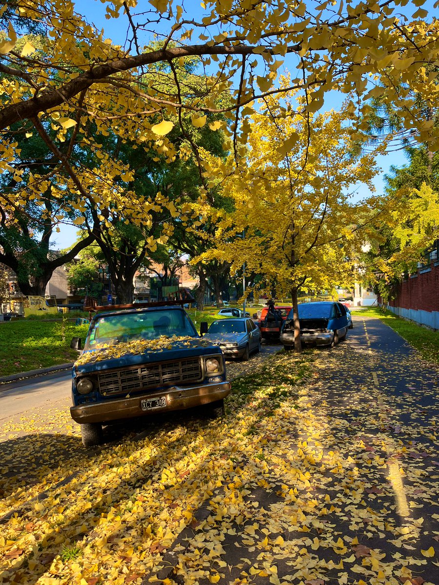 pickupthefork's tweet photo. Last days of fall in Chacarita https://t.co/RRjOQ5Kaym