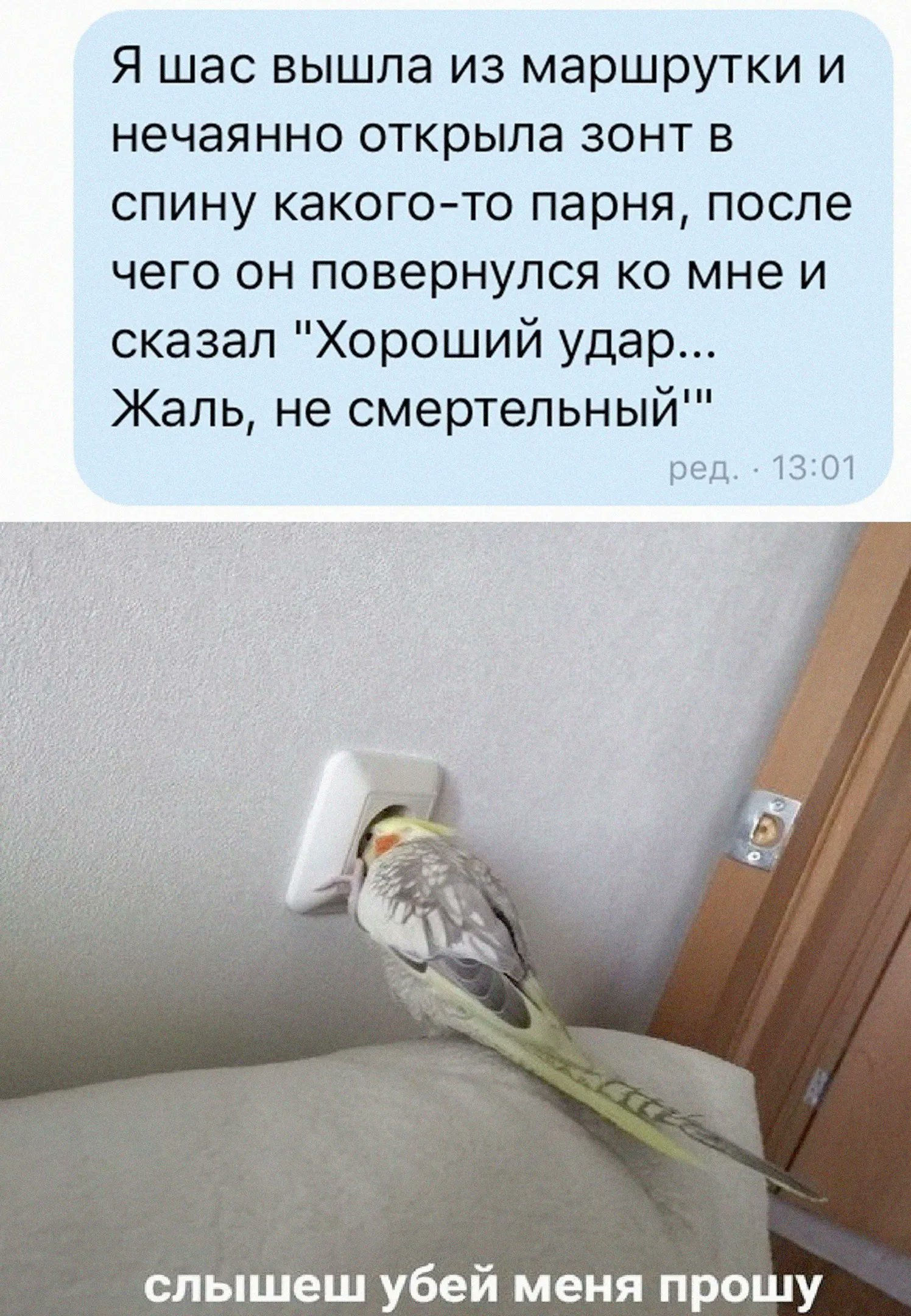 Мемы с попугаем