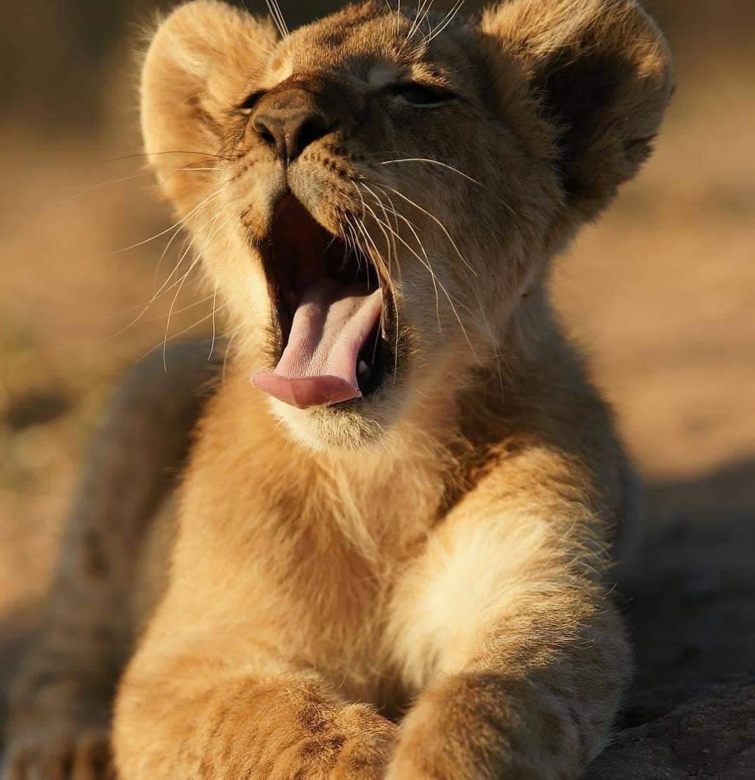 Beautiful baby lion 🦁