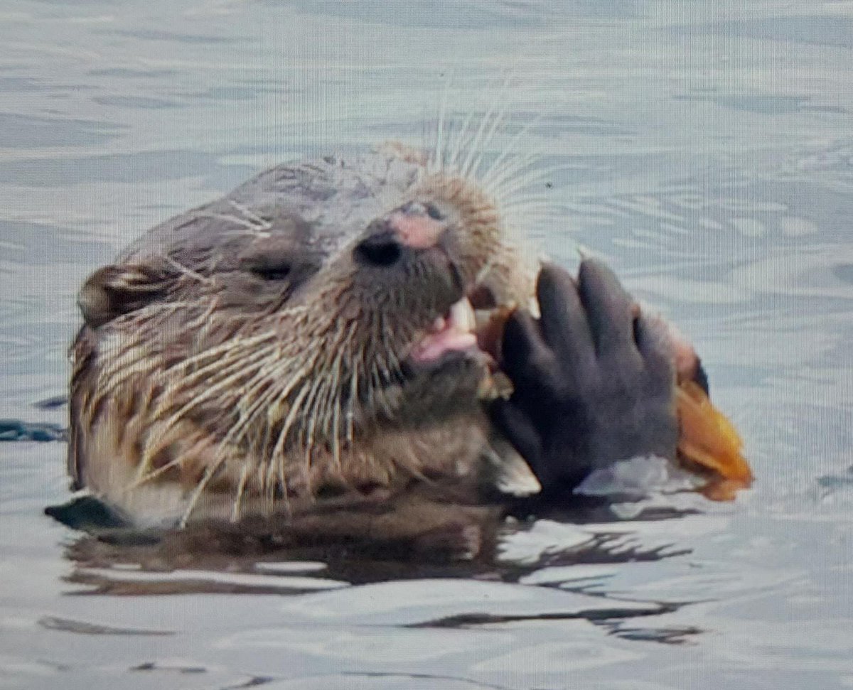 Brydon Thomason tweet media