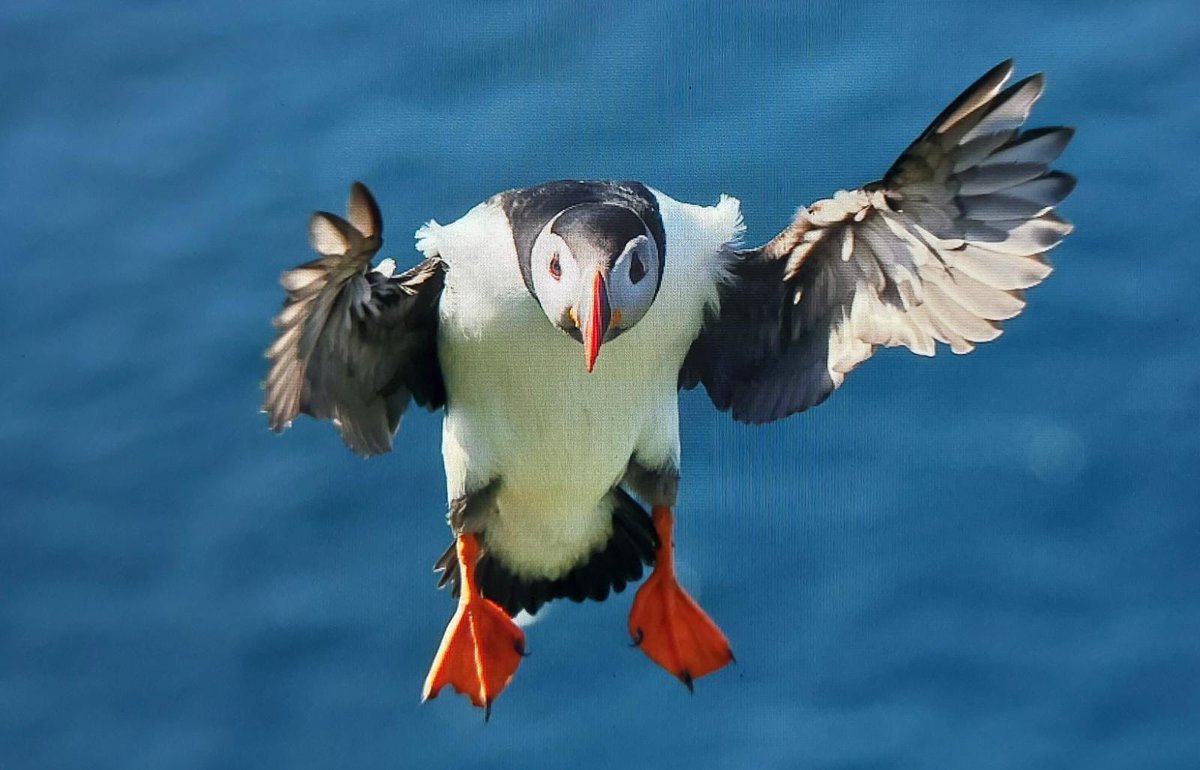 Brydon Thomason tweet media