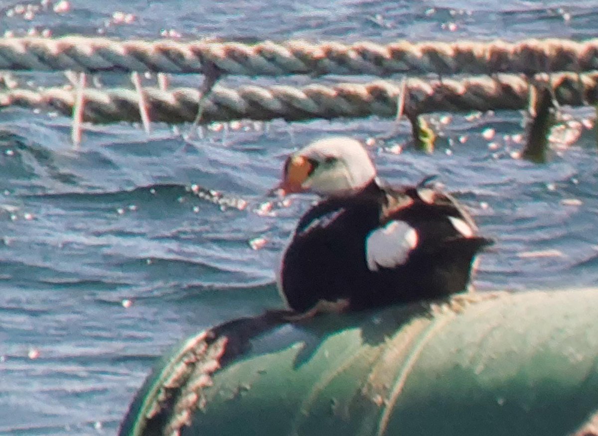 Brydon Thomason tweet media