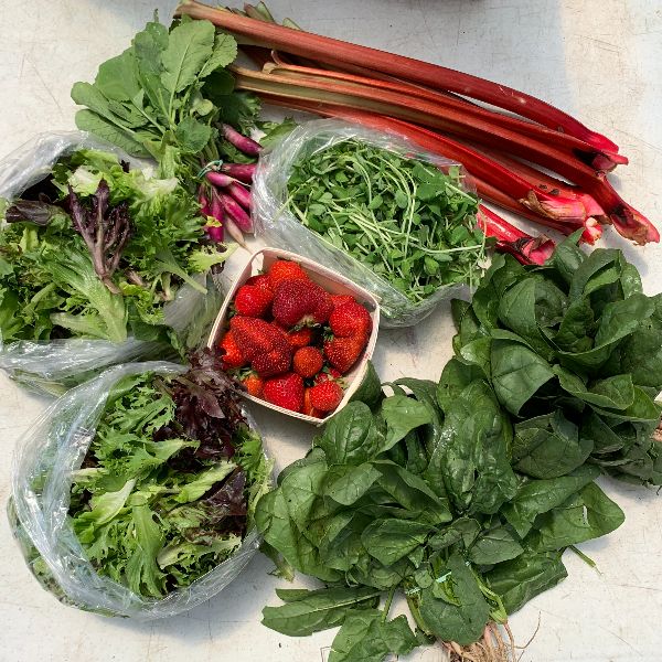 Under the Sun Farm tweet media