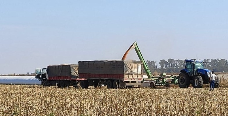BCCBA's tweet photo. [Cultivos] 📍Córdoba

La ausencia de precipitaciones permite avanzar con la cosecha estival 2021/22 

Avance cosecha:

🌽#Maíz 44% 
🌱#Soja 99% 
🌿#Sorgo 67% 
🌻#Girasol 100%. 
🥜#Maní 37% 

🔎Más info: https://t.co/luUyGT95zb https://t.co/KF3atdC5Fv