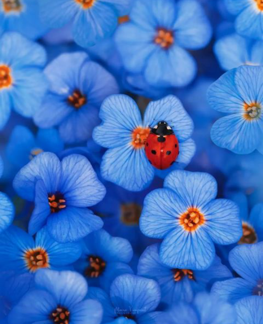 Alirose260417's tweet photo. A veces descubrirás que, al cambiar tu punto de vista,el obstáculo desaparece. Porque, con frecuencia, la única dificultad está dentro de nosotros y es nuestro modo inflexible,miope de ver las cosas...
#ThoughtsWhileWalking #BuenasTardes #HearYourselfBook #Infhear https://t.co/ikRZpWj53I